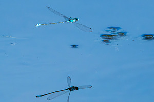Blue Damselfly, an Animal Photo by Rob D Animal Photography
