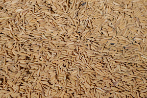 Close-up of rice texture (grain)