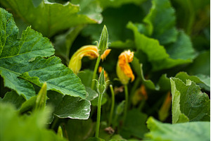 Zucchini plant growing in an organic, a Nature Photo by volodymyrshtun13795