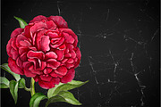 Watercolour illustrations of peonies, a Pattern Graphic by Sundra (Thumbnail 9 of 9)