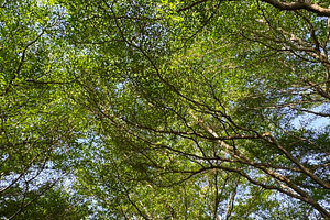 Green leaves in the garden, a Nature Photo by ArtBackground