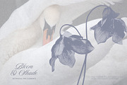 Bloom & Shade Botanical PNG Elements, an Object Graphic by alonahaidash (Thumbnail 4 of 13)