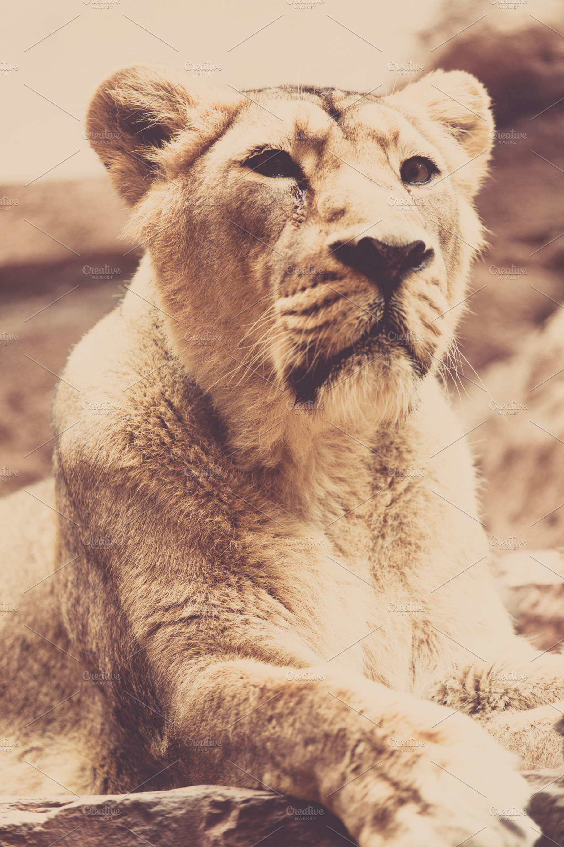 Wilderness Lion