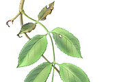 Elder Plant Botanical Illustration, an Illustration by Anna Repp Illustration (Thumbnail 3 of 7)