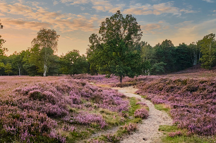 Field of blooming heather flowers