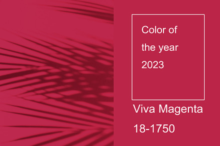 Viva magenta color of the year 2023. Palm leaves and their shadow on an backgro