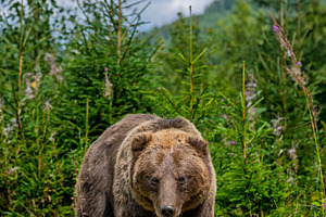Bear in forest