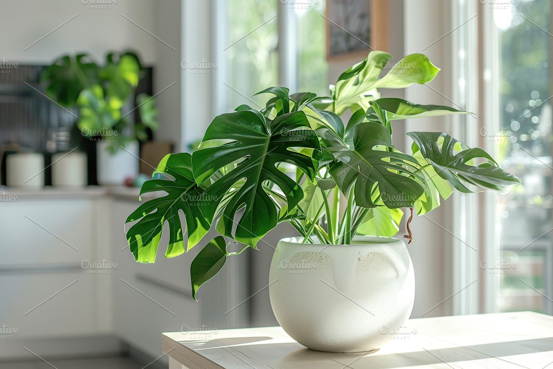 Monstera plant in pot standing on table in modern living room, a Nature Photo by AlyaAnd