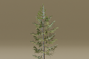 The European Larch Tree, a Plants & Tree 3D Model by FuturePastCreatives (Thumbnail 5 of 9)