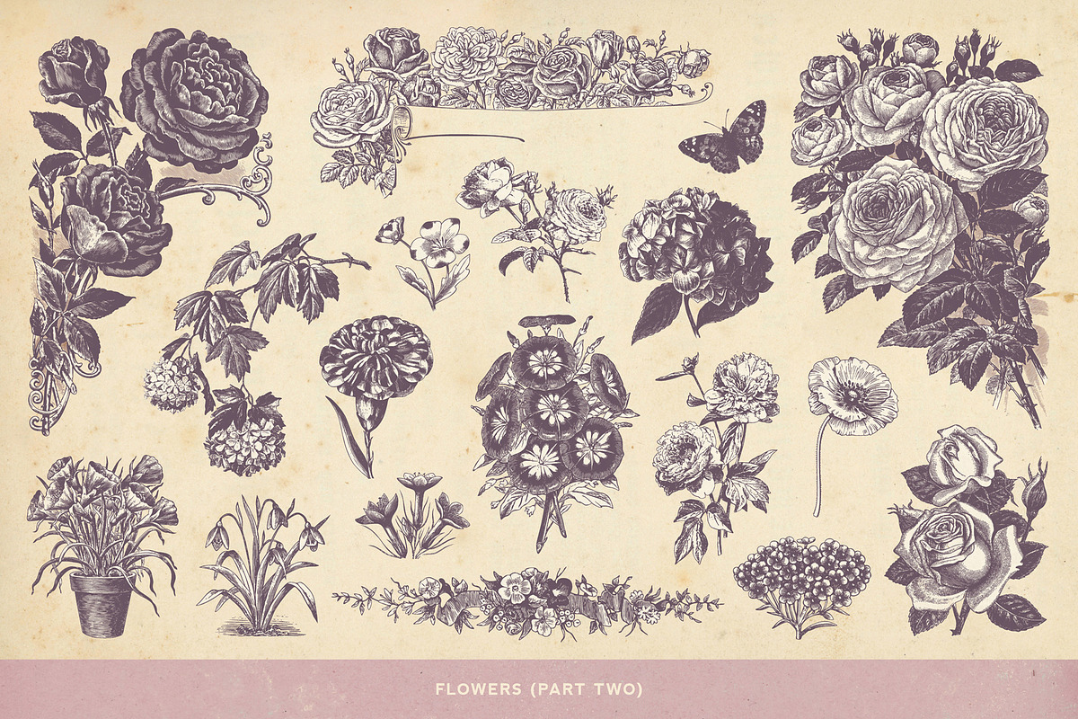SALE! 100 Garden Illustrations, an Object Illustration by Anja Kaiser (Photo 3 of 8)