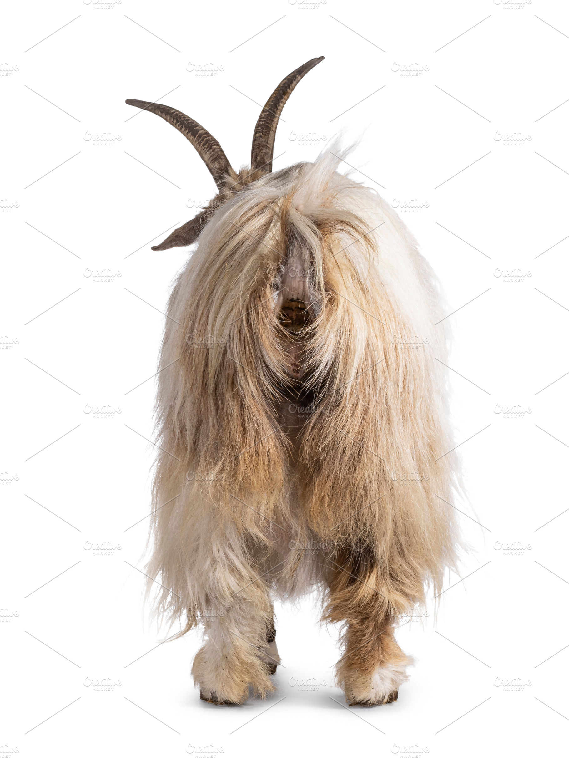 Dutch landrace goat on white background, an Animal Photo by Cat'chy Images by Nynke