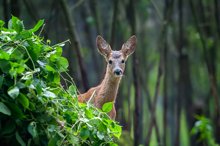 Young deer stands in a grassy field with tall trees in the backg, an Animal Photo by Byrdyak