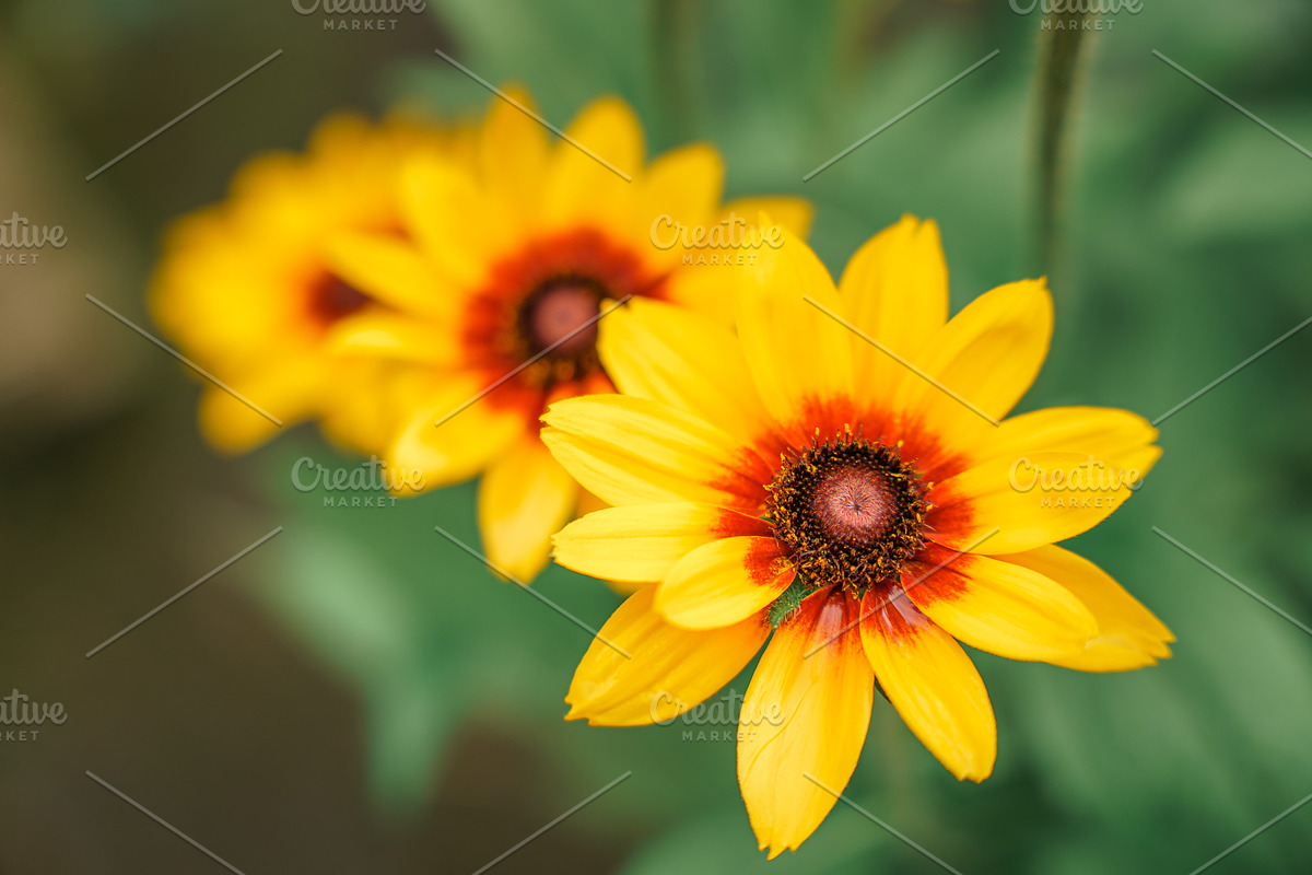 Bee on Sunflower – Bright Yellow Sum, a Nature Photo by Silent Nature (Photo 5 of 5)