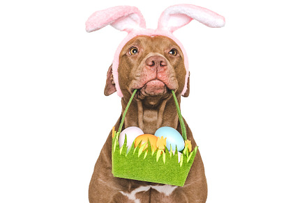 Happy Easter. Brown dog and a basket of Easter eggs
