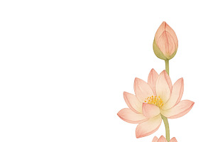 Lotus flowers on transparent backgro, an Illustration by Dvoevnore photos