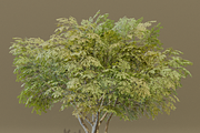 The American Elm Tree, a Plants & Tree 3D Model by FuturePastCreatives (Thumbnail 3 of 5)