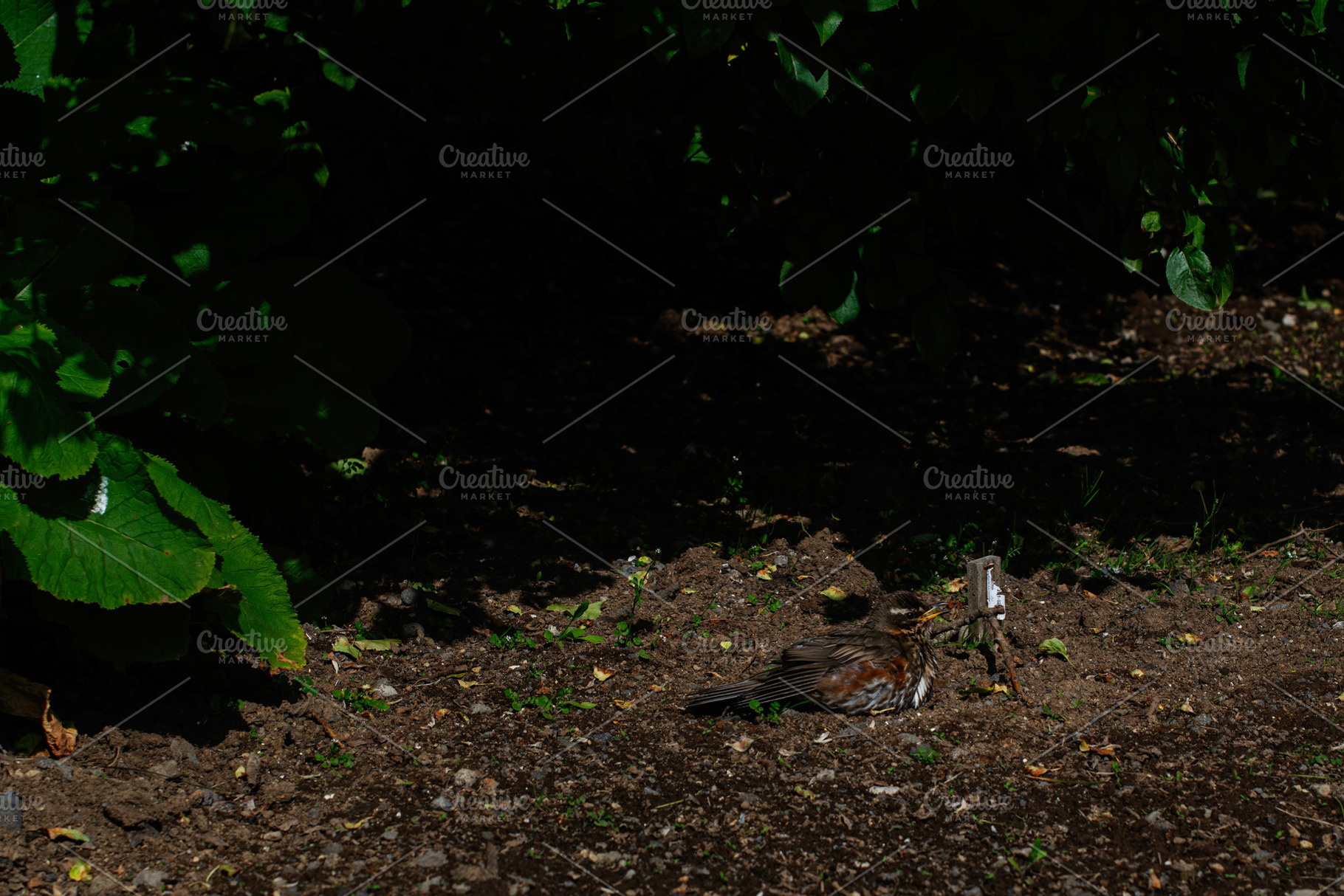 Bird resting on soil under plants in Reykjavik, Iceland, sunny day scenery, a Photo by AS photostudio