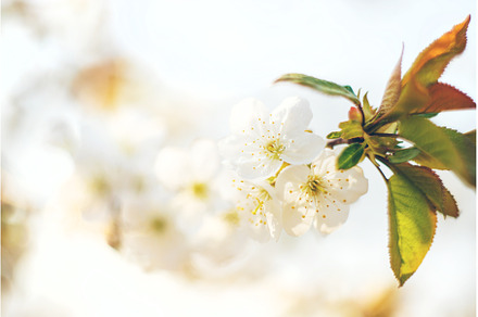 Flowering tree branches in spring, a Nature Photo by yanadjana