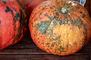 Brightly colored pumpkins, a Food & Drink Photo by Schreibikus
