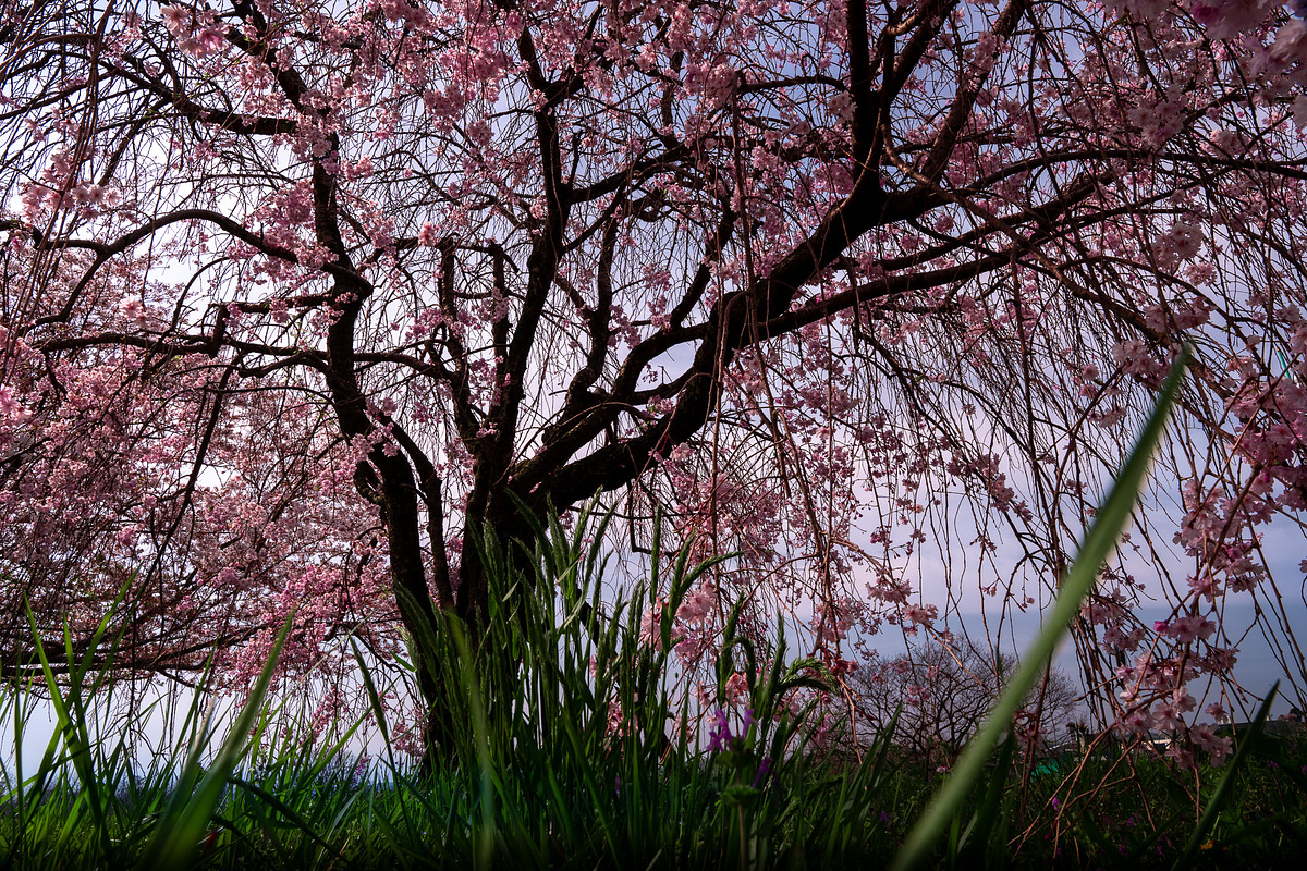6 photos, Cherry Blossom gardens, a Nature Photo by Silent Nature (Photo 6 of 6)