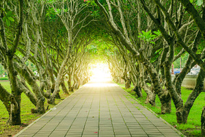 Tree featuring light, success, and asphalt