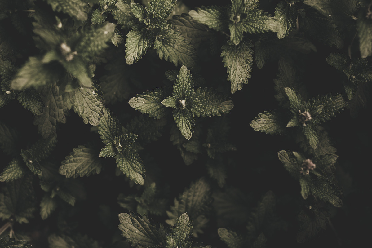 Dark green backgrounds, a Nature Photo by Alekseyliss (Photo 6 of 10)