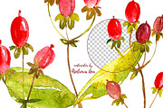 Watercolor berry, a Food Illustration by Ann Astro (Thumbnail 3 of 5)