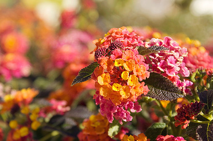 Lantana stock photo containing lantana and flowers