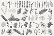 Vintage Leaf & Branch Illustrations, a Decorative Illustration by Century Library (Thumbnail 3 of 9)
