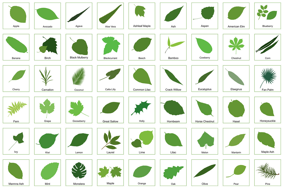 81 Leaves with their names, an Illustration by Nick Novell (Photo 2 of 6)