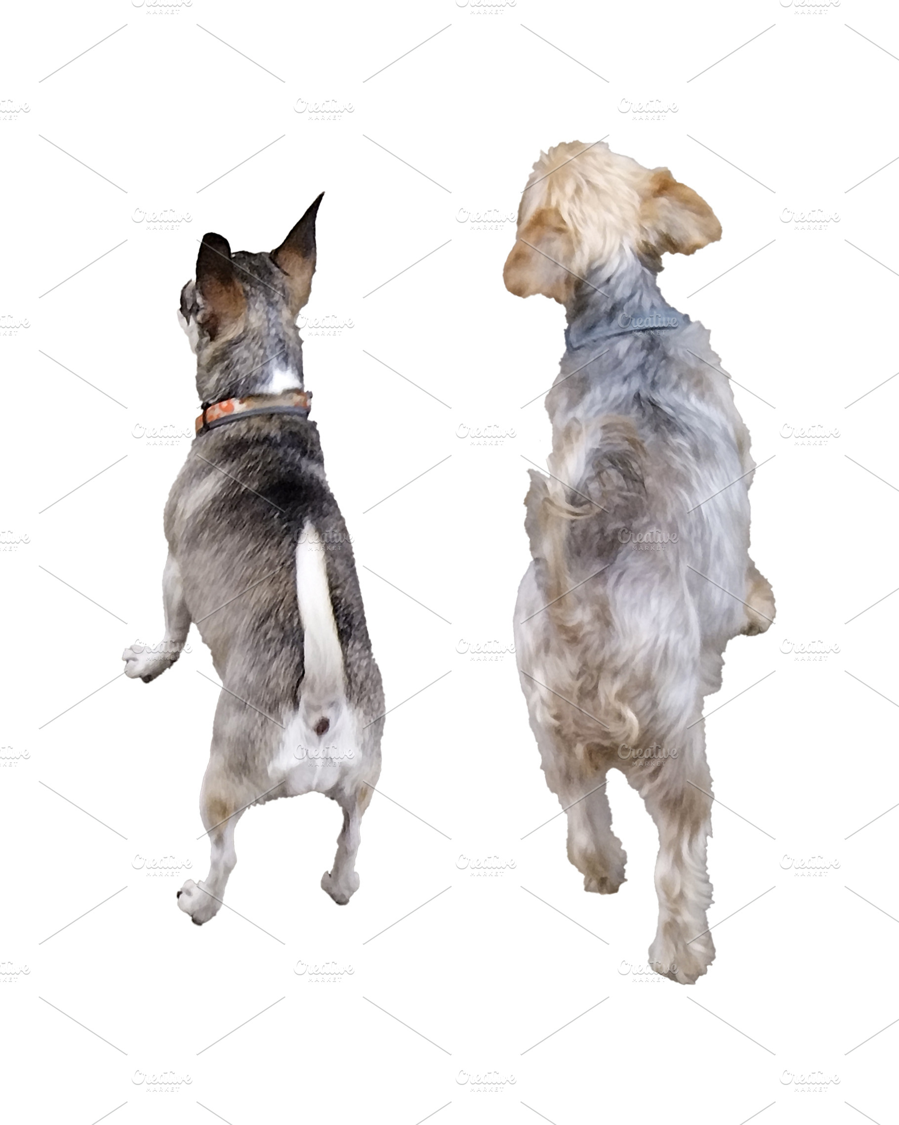 Two small pet dogs high angle view isolated photo, an Animal Photo by DanFLCreativo
