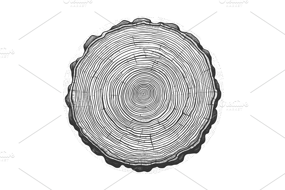 Tree Trunk Cross Section with Growth, an Object Illustration by AlexArt