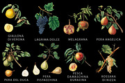 Fruit illustrations pack 1, a Food Illustration by Padrinan (Thumbnail 3 of 5)