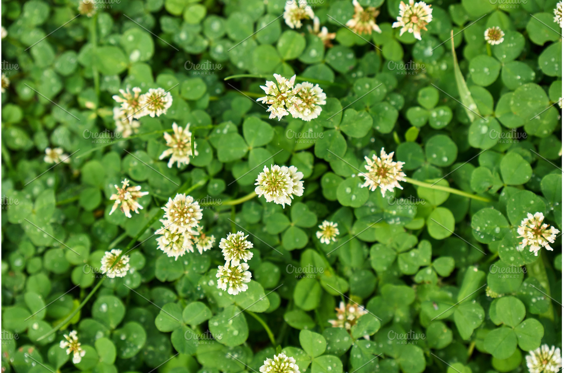 Clover blossoms flourish in a lush, a Nature Photo by darksoul72