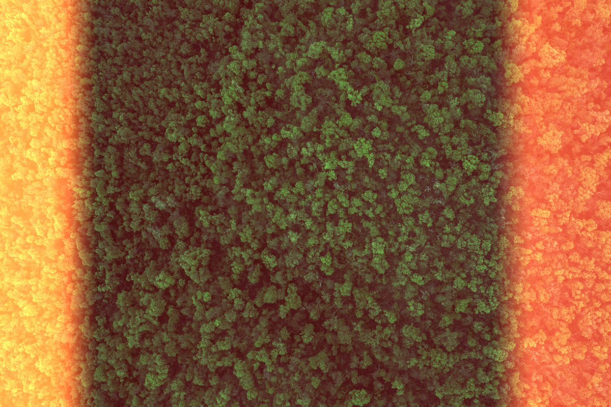 The Forest - 25 Gradients, a Gradient Add-On by Gromov Design (Photo 3 of 5)