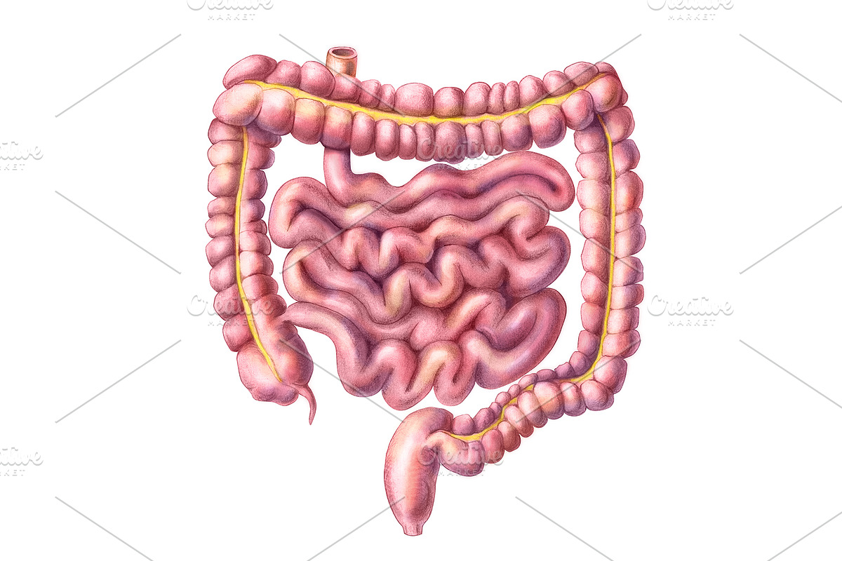 Human Organs Illustration Set, a Healthcare Illustration by Anna Repp Illustration (Photo 3 of 14)