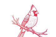 Elegant Cardinal Illustration, a Food Illustration by CarWrap design (Thumbnail 1 of 3)