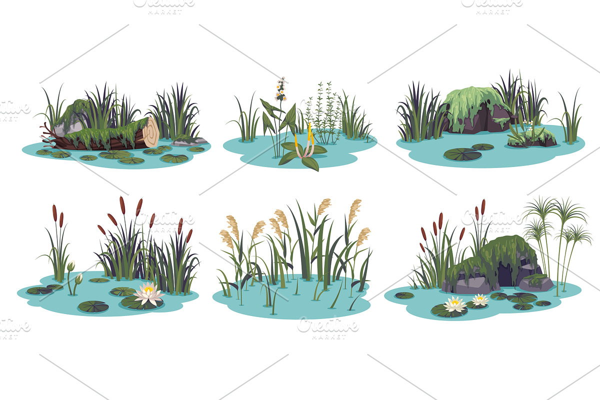 Ponds compositions. Aquatic plants, an Object Illustration by YummyBuum