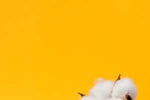 Stone and white cotton flower bud on yellow background, stage fo, an Abstract Photo by ndanko