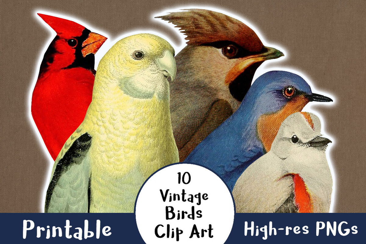 10 Vintage Birds Clip Art, an Animal Illustration by The Digital Download Shop (Photo 1 of 2)