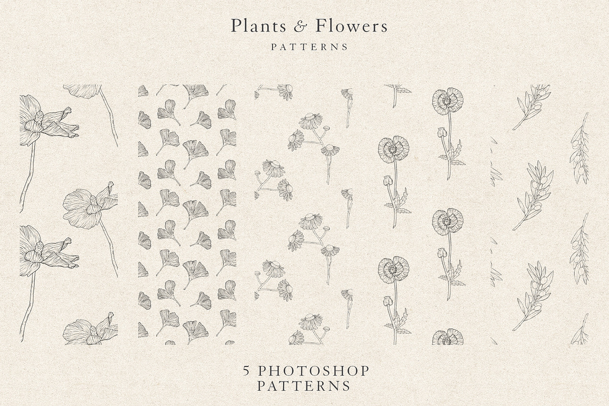 Plants & Flowers Collection, a Decorative Illustration by Sinclair Creative Agency (Photo 8 of 8)