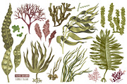 Hand drawn edible seaweeds, a Decorative Illustration by handsketched (Thumbnail 2 of 7)