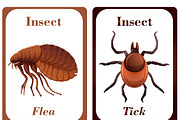 Insects Flash Cards for Kids, a Card Template by DigitalsDesigns (Thumbnail 3 of 5)