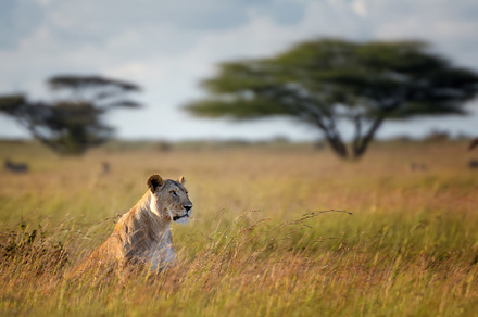 Lion sitting in savannah tall grass on acacia tree background, an Animal Photo by Byrdyak