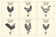 VECTOR CHICK HAND DRAWN BUNDLE VOL25, an Animal Illustration by pawellpi (Thumbnail 7 of 9)
