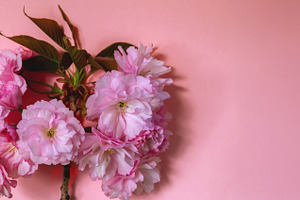 Vibrant pink cherry blossoms with green leaves on a soft pastel, a Nature Photo by Ales Munt