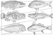 Vintage Fish Collection - vol1, an Animal Illustration by Leitmotif (Thumbnail 2 of 4)