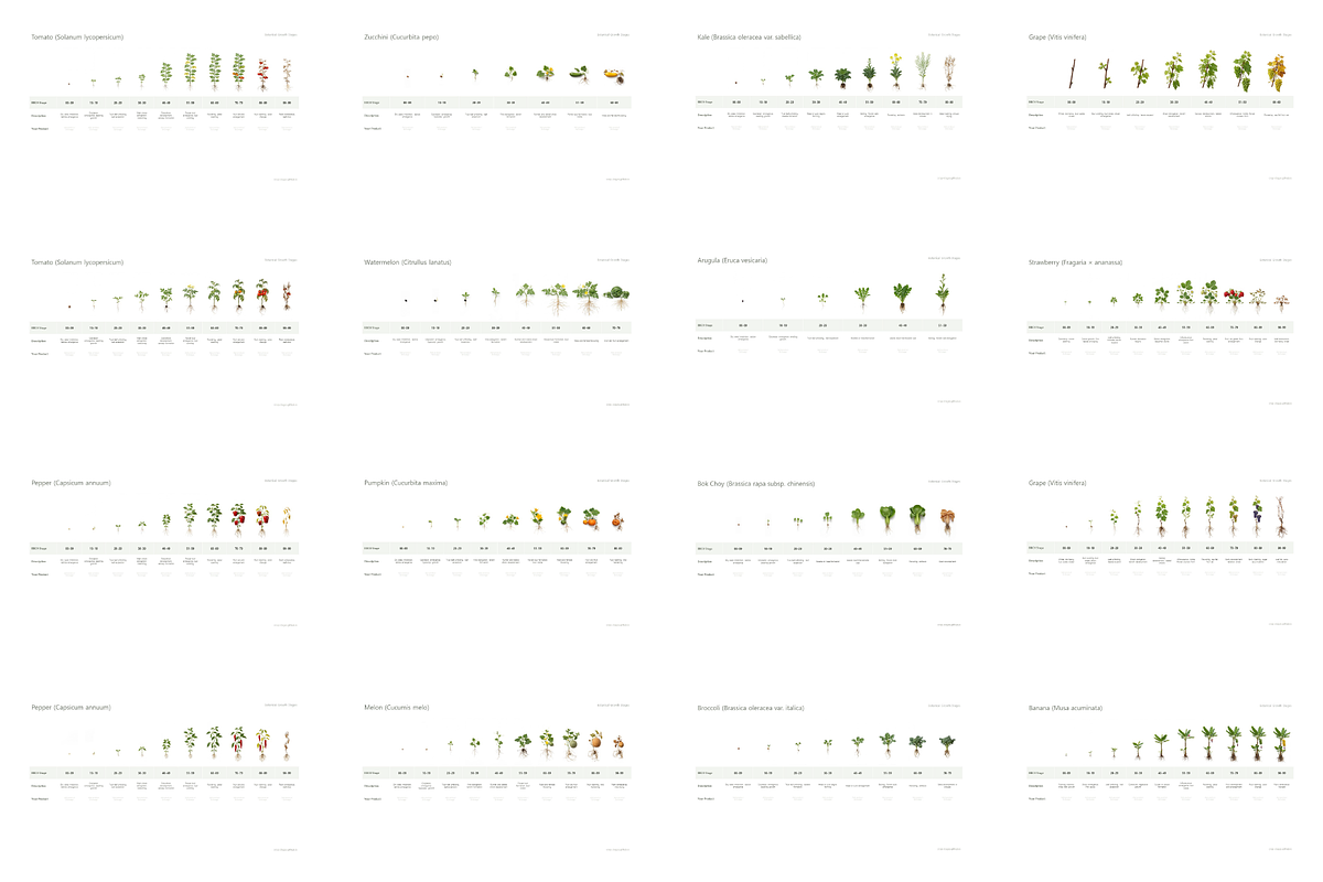 BBCH Growth Stages — 75+ Crops Set, a Presentation Template by Ilia Design (Photo 5 of 5)