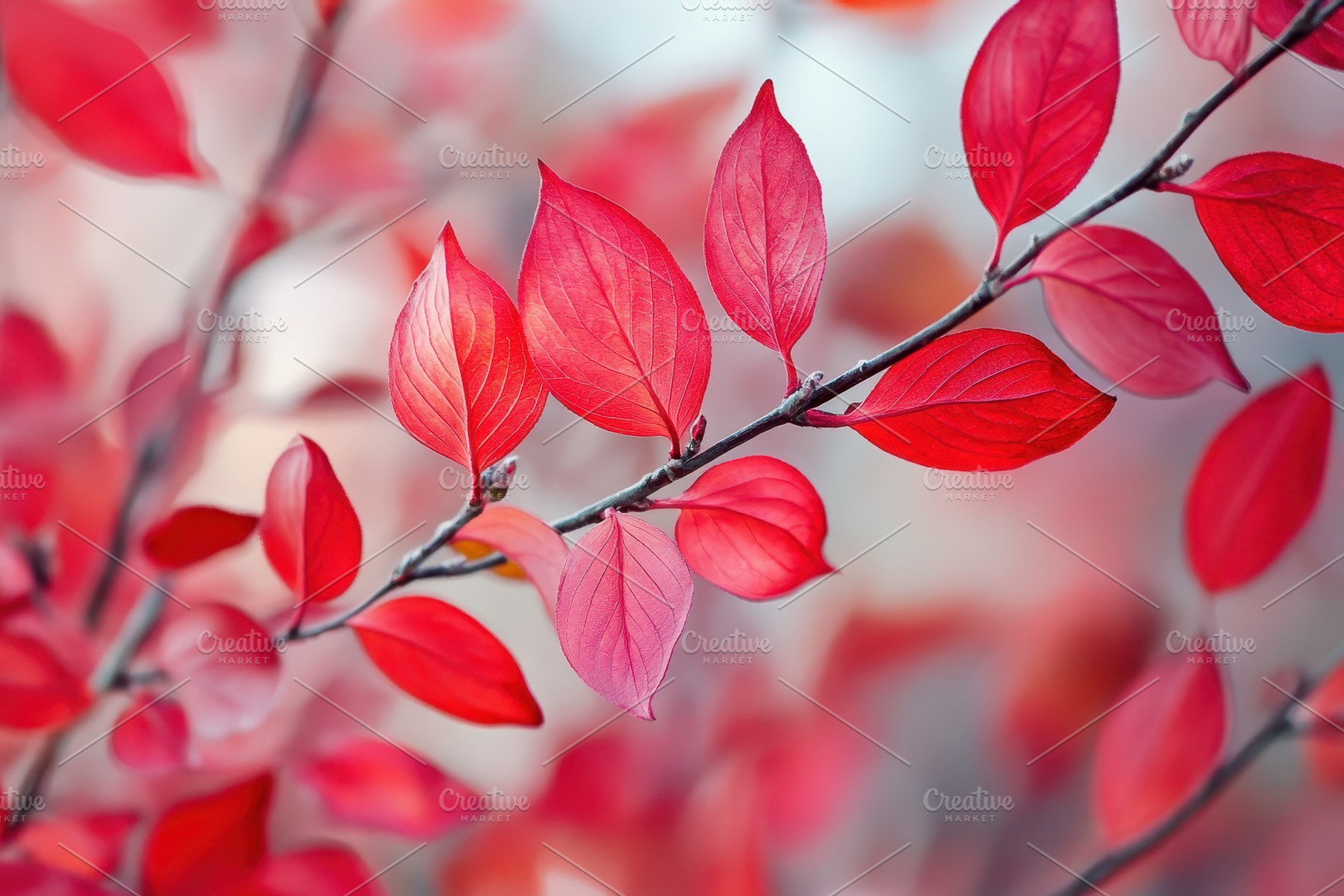 Crimson red stems and vibrant leaves, a Photo by Pavel_design