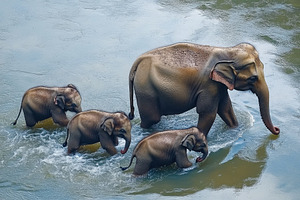Baby elephant and family group enjoy, a Photo by Iftikhar Alam